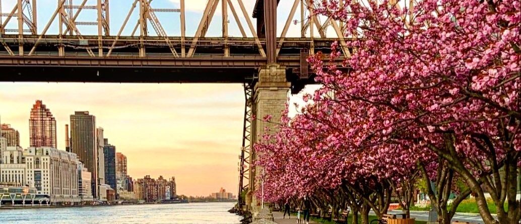 Daydreaming of spring  #rooseveltisland #NYC #travelphotography #wanderlust #jet…