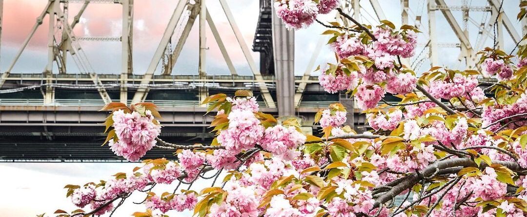 I love spring in New York #newyork #nyc #manhattan #rooseveltisland #spring #now…
