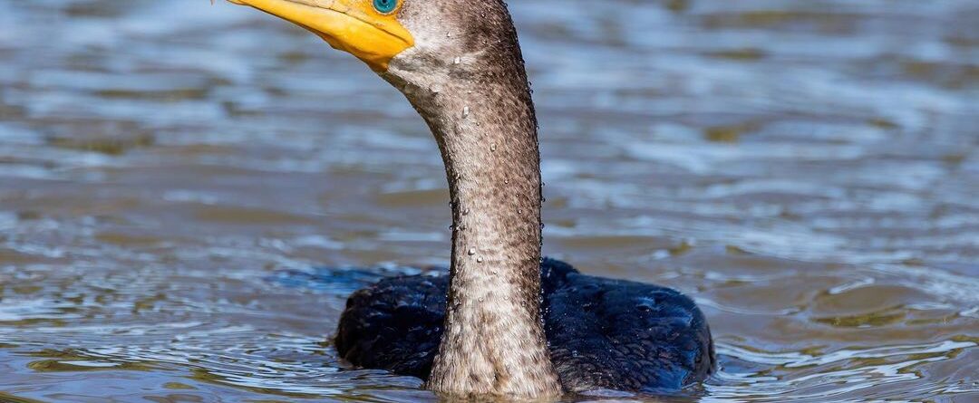 Green Eyes. Washington, D.C. (Mar. 7, 2021) #cormorant
#birdsofinstagram #birdwa…