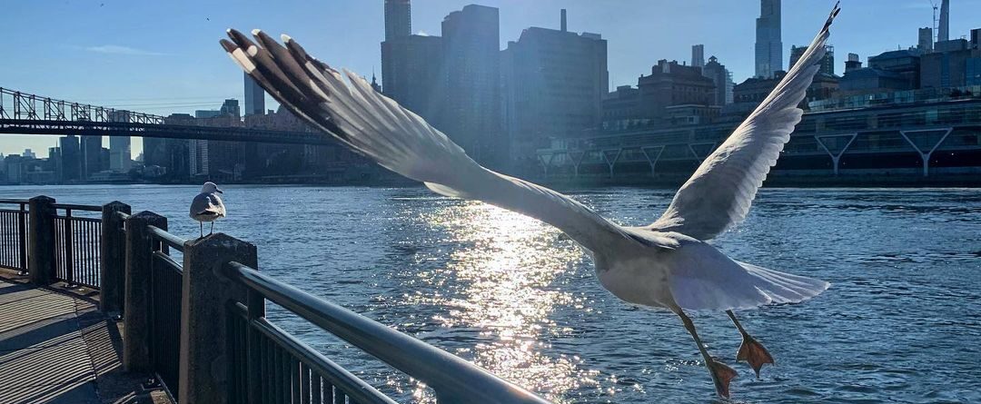 Ready to take off?
.
.
.
#newyork #newyorkcity #newyorker #seagull #seagullsofin…
