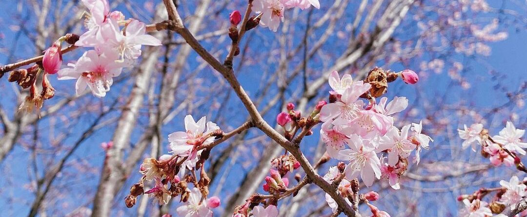 #Sakura #rooseveltisland…