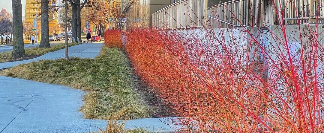 So drawn to the color of these bush branches alongside of Cornell Tech…
.
.
.
…