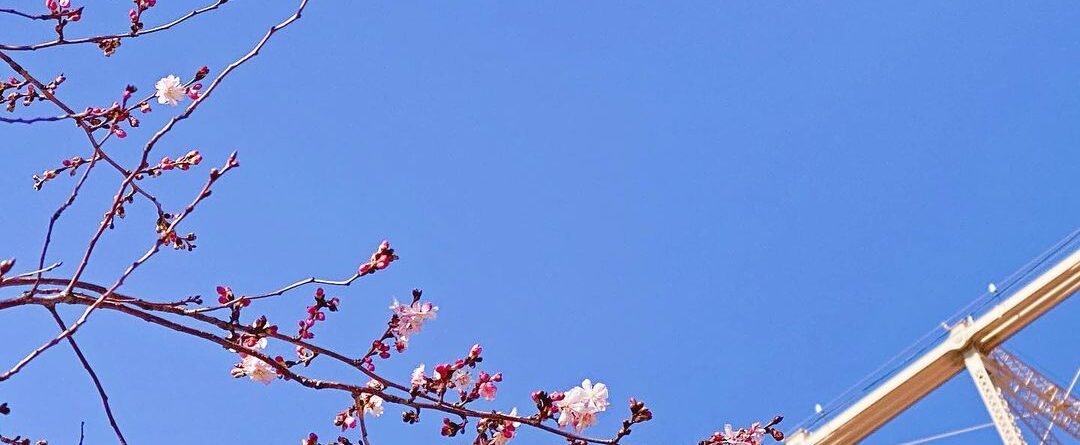 Spring？

#sakura #rooseveltisland…