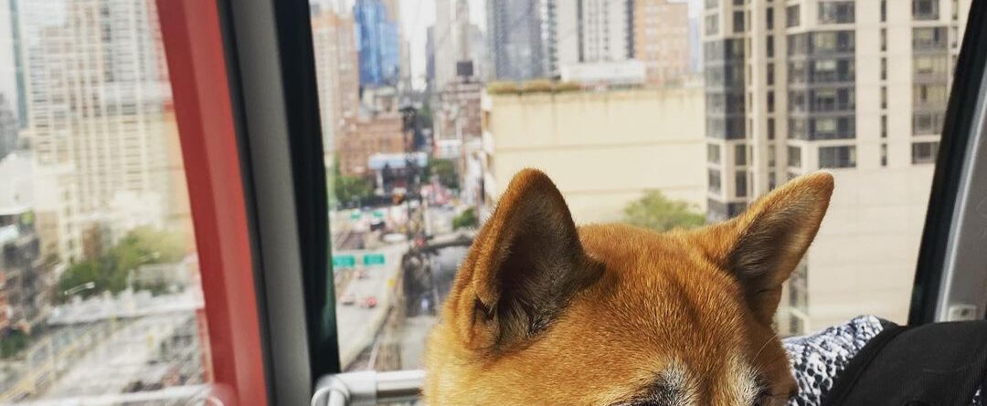 Took my hooman on the floating box today ! 

#shiba #RooseveltIsland #NYCTram…