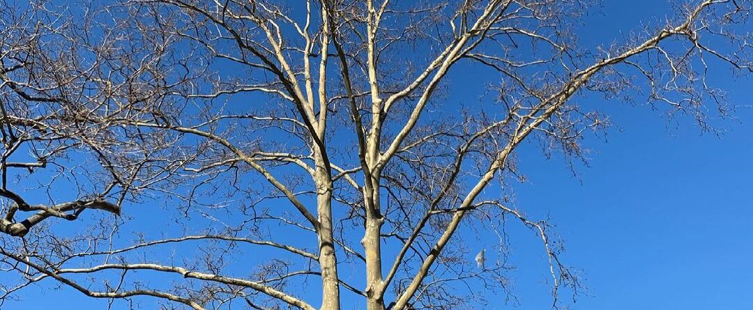 #IthinkthatIshallneversee #trees #rooseveltisland…