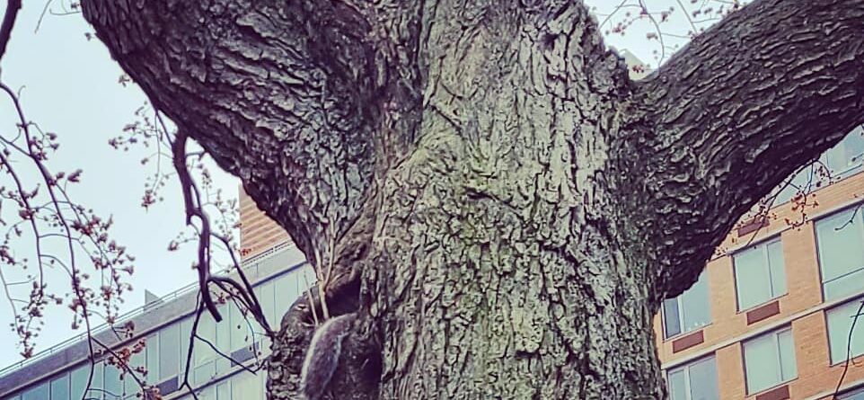 The tell-tail moment  #rooseveltisland #squirrelsofinstagram #naturelovers #stre…