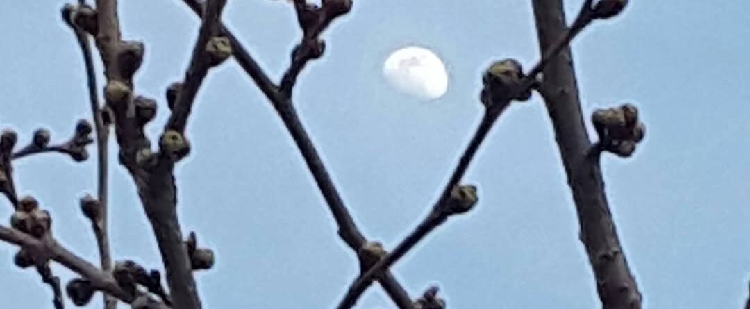 First cherry blossom/Of this new spring. Rising moon/Wants to say hello.

Pseudo…
