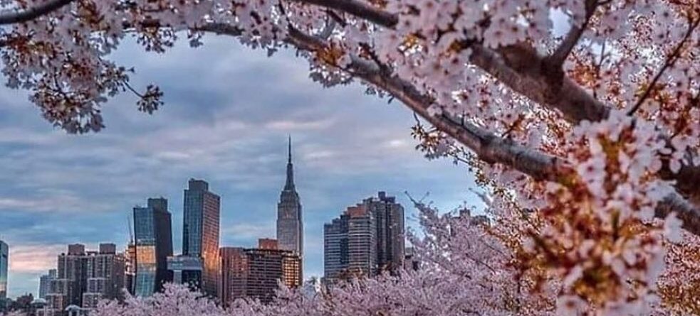 New York is the city that other cities can only dream of being 
.
.
Credit: @far…
