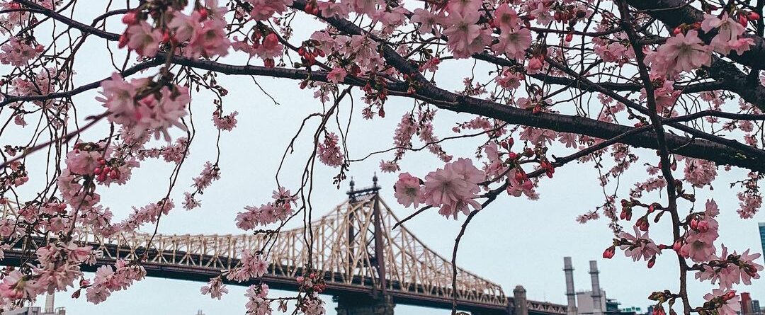 Spotted: Cherry Blossoms on the East River!

Spring is here! New life is emergin…