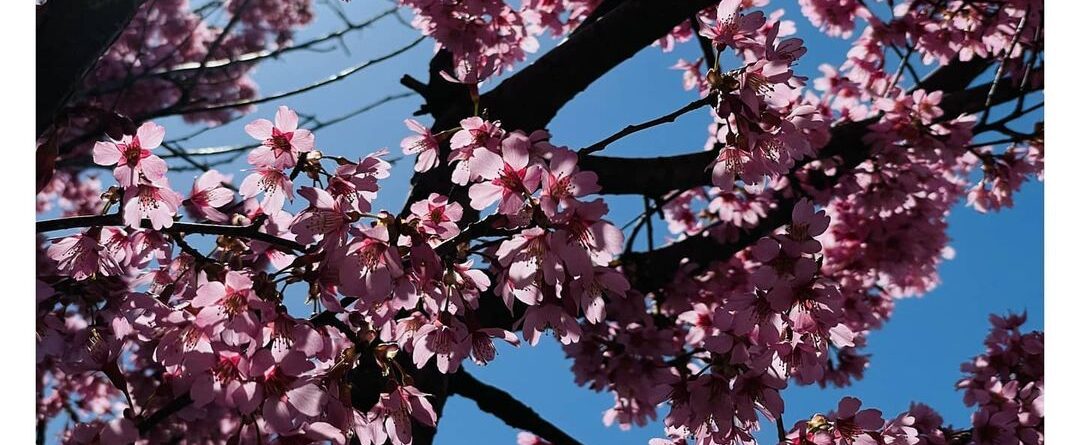 Cherry blossom season 
…
…
…

#lensculture #featureshoot #lightandshadow
#…