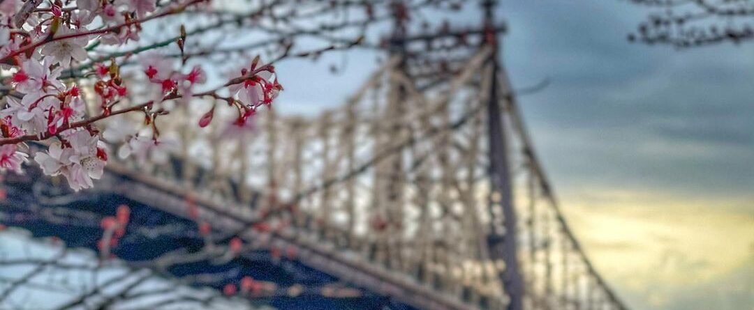 Cherry blossoms on Roosevelt Island #cherryblossom #spring2021 #spring #roosevel…