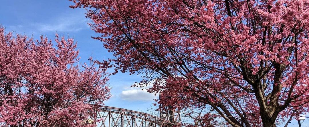 New York, NY – Few shots of cherry blossoms from last Saturday. #cherryblossoms …