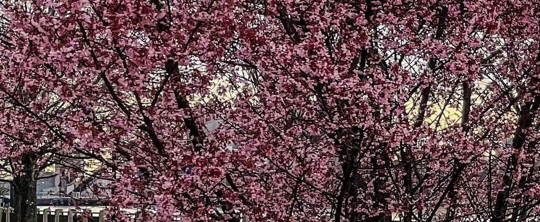 #CherryBlossom #RooseveltIsland #NYC…
