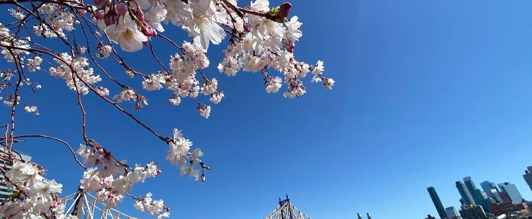 An island in bloom. #rooseveltisland 
.
.
.
.
.
. 
.
#spring #springtime #spring…