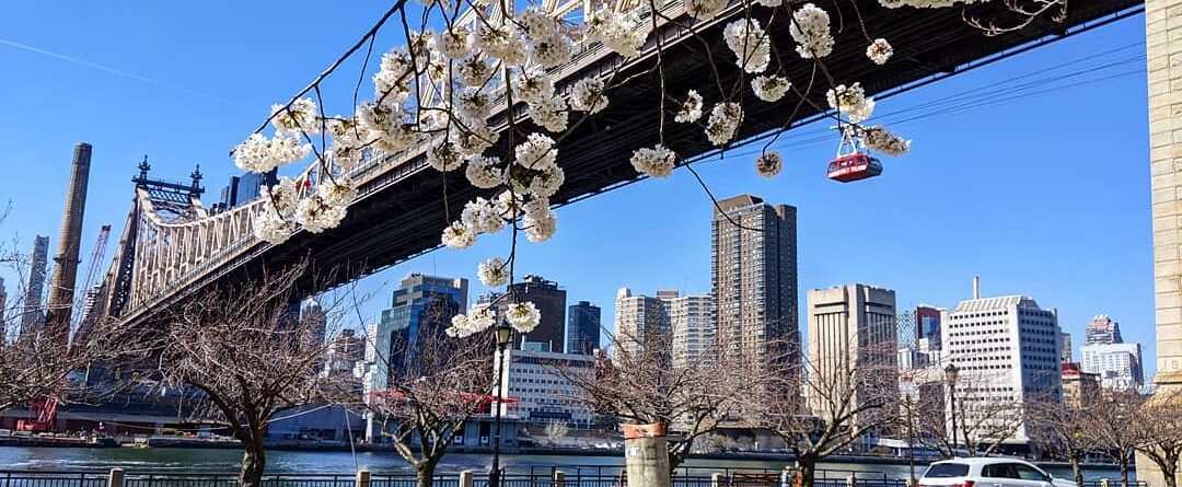 The Roosevelt Island Tram looks like a little ornament hanging off a cherry blos…