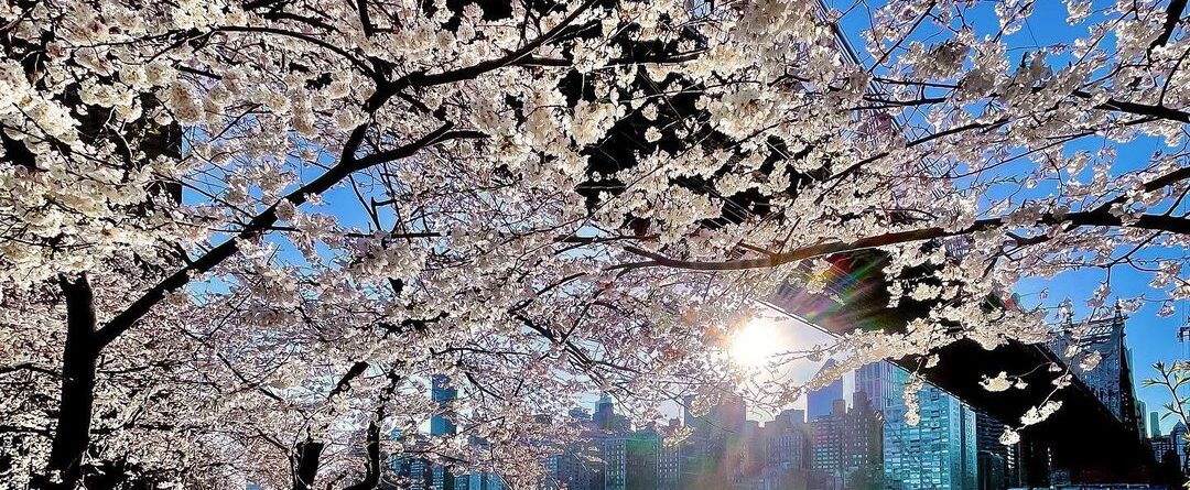 Spring skies are made of these.

#spring #springtime #flowers #sky #nyc #newyork…