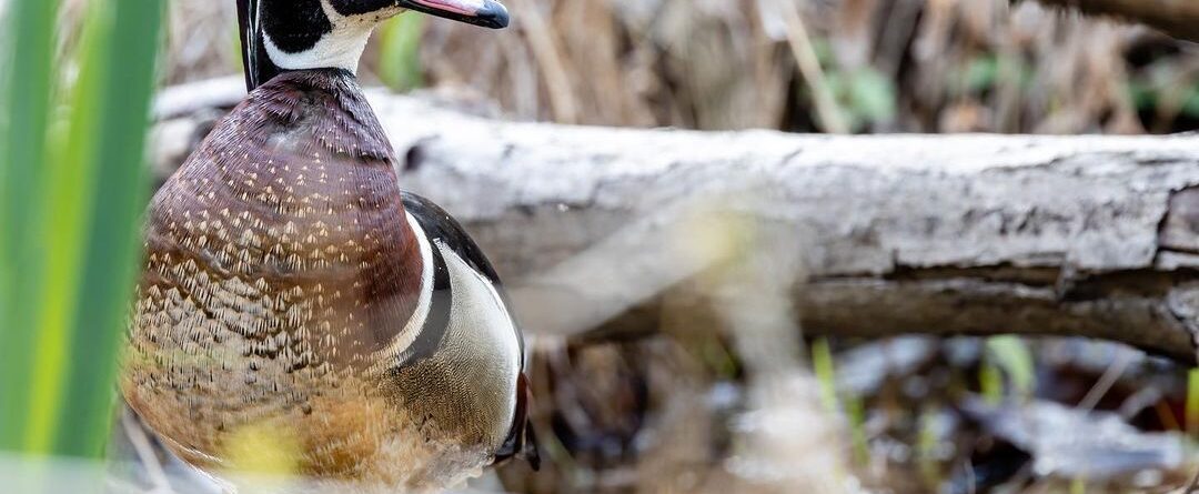Marsh Courtier. Roosevelt Island, Washington, D.C. (Apr. 2021) #woodduck #duck #…