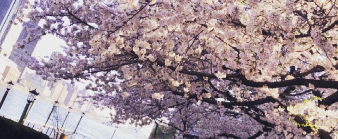 満開の桜
#桜の季節 #cerryblossom #nylife #rooseveltisland…