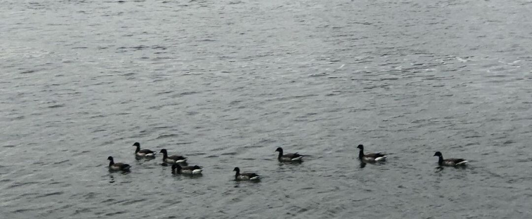 Duck tales crew. East River. 4/21.
#eastriver #river #ducks #animals #newyorkcit…