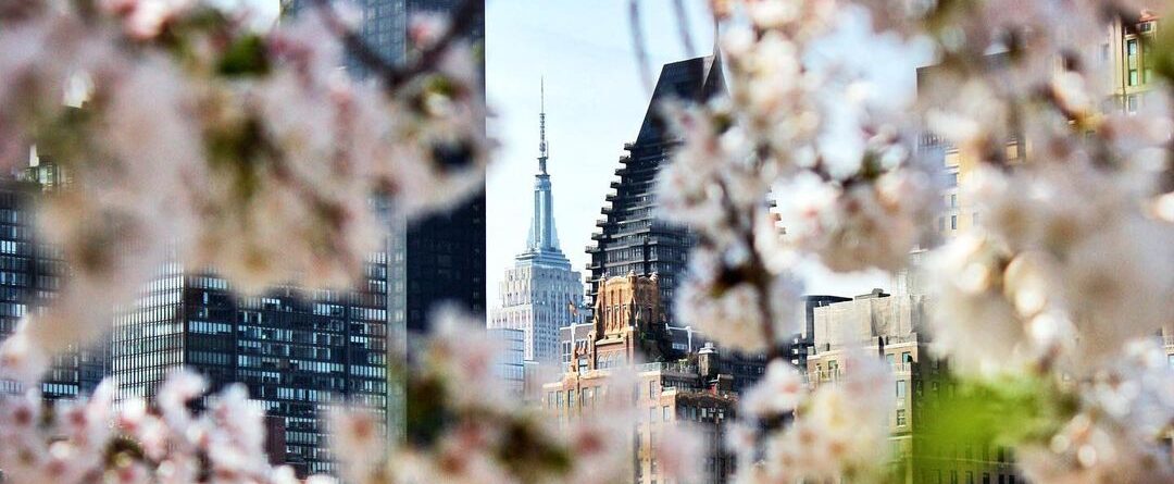 Peek-a-bloom 
.
.
.
.
.
.
.
.
.
.
#empirestatebuilding #cherryblossoms #roosevel…