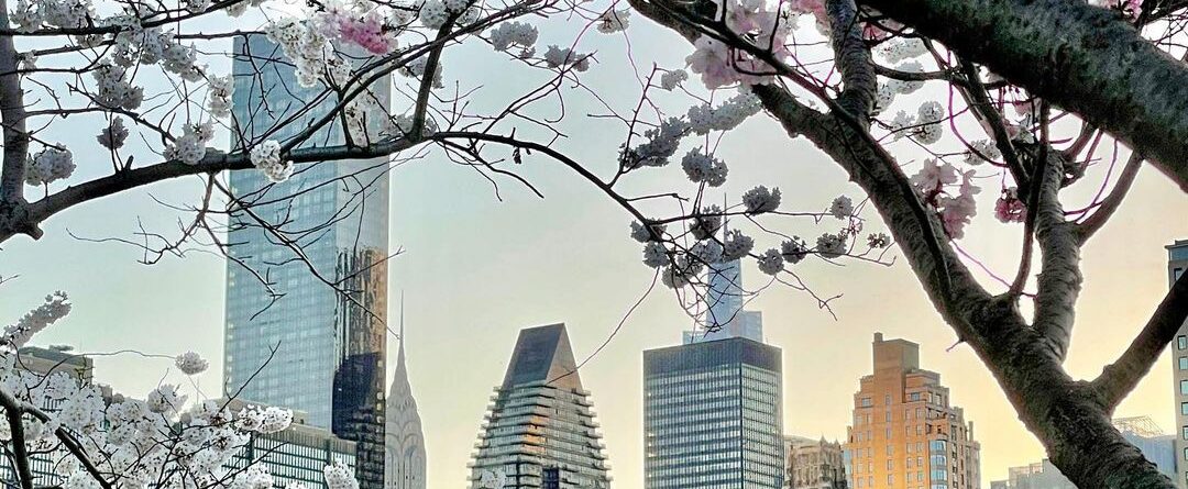 Flowering jungle.

#concretejungle #springtime #spring #flowers #nyc #newyorkcit…
