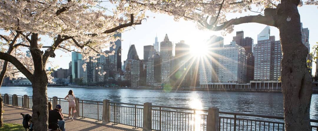 Spring is in the air on Roosevelt Island…
