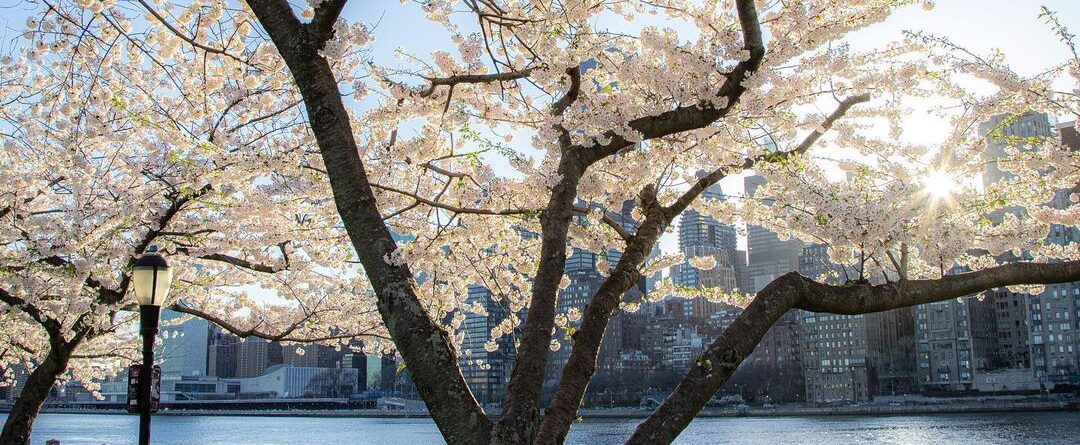 White sakura is here 

Roosevelt Island, New York

#rooseveltisland #nyc #newyor…