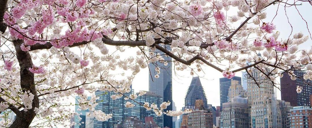 #cherryblossom #rooseveltisland #newyork #justgoshoot #instagood #instaphoto #ph…