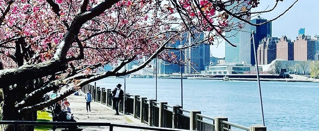 #rooseveltisland #spring #springinnyc #nyc #newyork #newyorkcity #nyckid #nyckid…