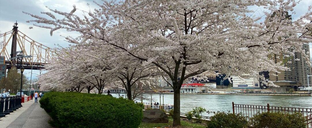 Beautiful spring in Roosevelt Island.
It’s been a while since I post any new pic…