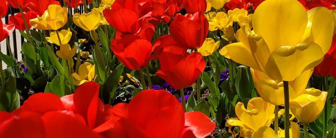 #tulips #rooseveltisland @rooseveltisland #flowers #flower #flowershop #instablo…