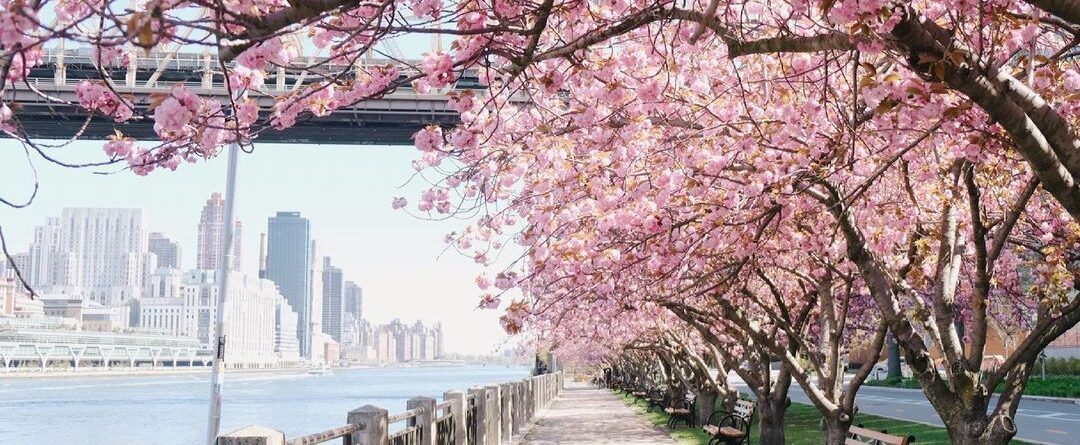 Cherry blossoms at Roosevelt Island…