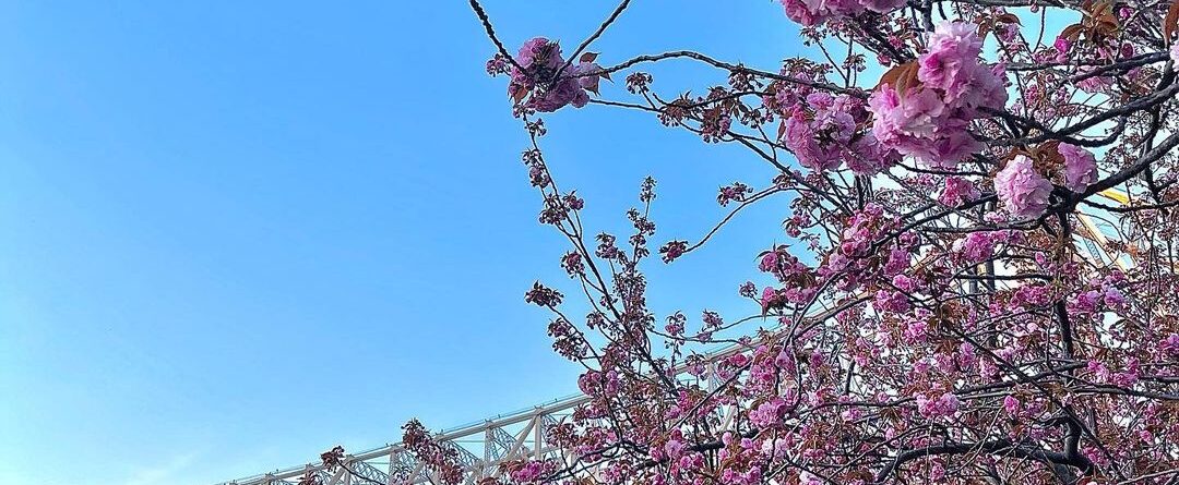 Had a great afternoon today at  Roosevelt Island  Cherry Blossom 

#newyork#cher…