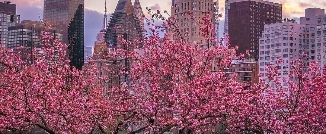 Sunset on Earth Day  
Empire  State Building, Chrysler Building and One  Vanderb…