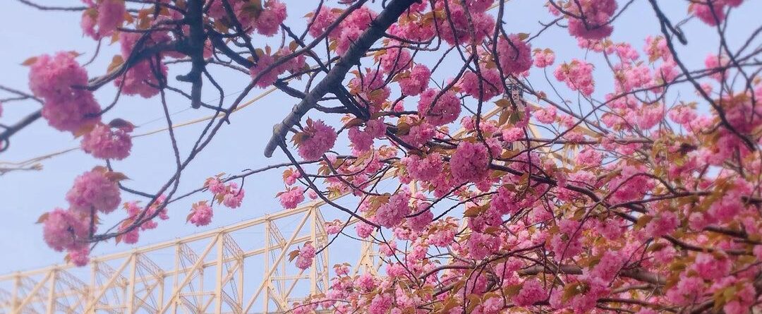 Springtime  #cherryblossom #newyorkcity #rooseveltisland #springiscoming…