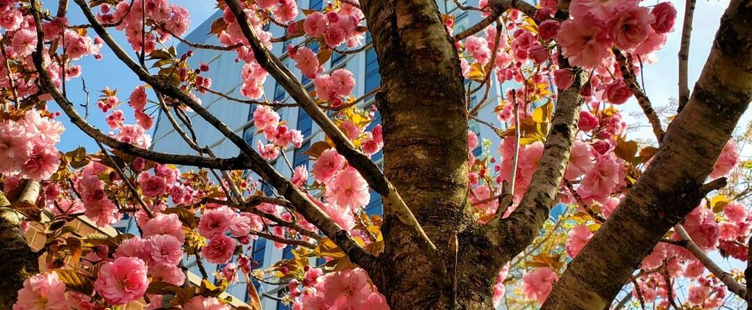 @rooseveltisland #rooseveltisland #cherryblossom #blossom #blossomtree #androidp…