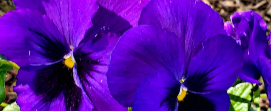 #pansy #pansyflower #purpleflowers #rooseveltisland @rooseveltisland #flowers #f…