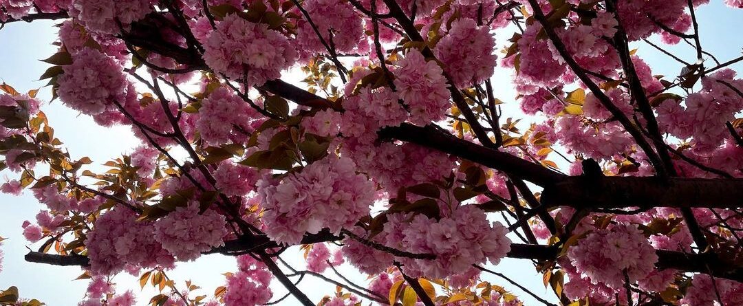 Flowers  don’t tell..
They show 
#flower #pink #cherryblossom #nyc #sakura #roos…