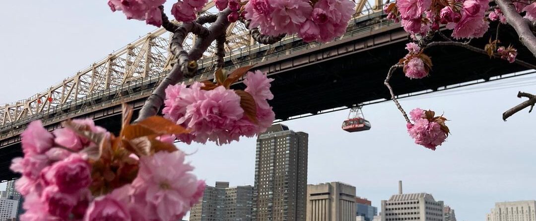 It’s the season to take the tram to Roosevelt Island to see the Cherry blossoms …