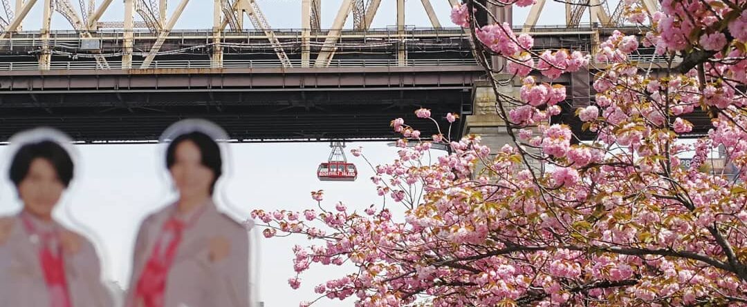 ルーズベルト島は今八重桜です
お花見。#rooseveltisland #cherryblossom #桜 #ルーズベルト島 #ニューヨーク #newyork …