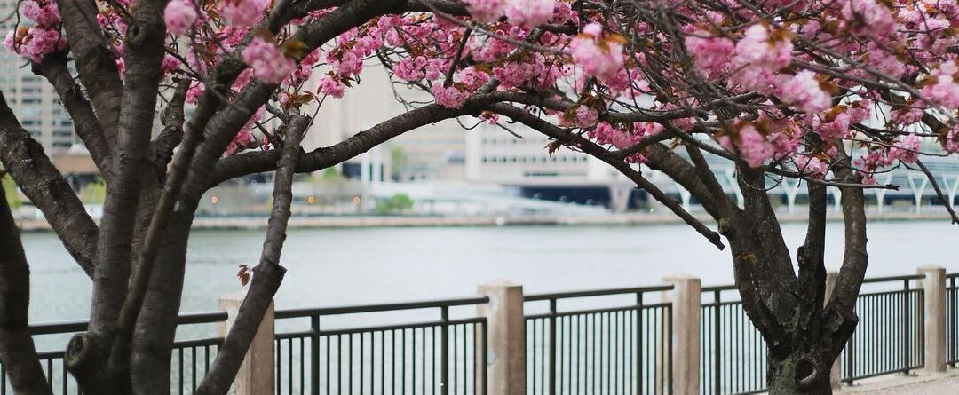 I went to Roosevelt Island on Sunday to take photos of all the cherry blossoms. …