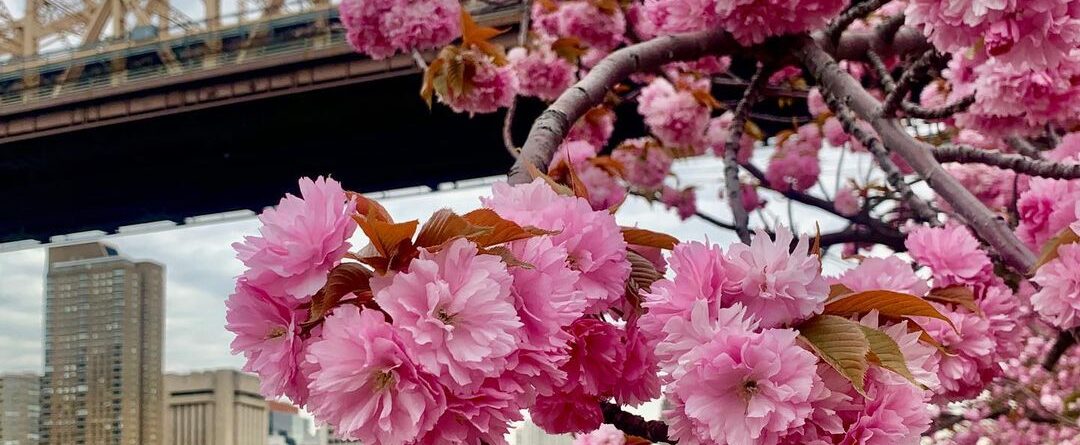 Spring vibes
.
.
.
#newyorkcity #bestofnyc #newyorkspring #newyorkcityphoto #nyc…