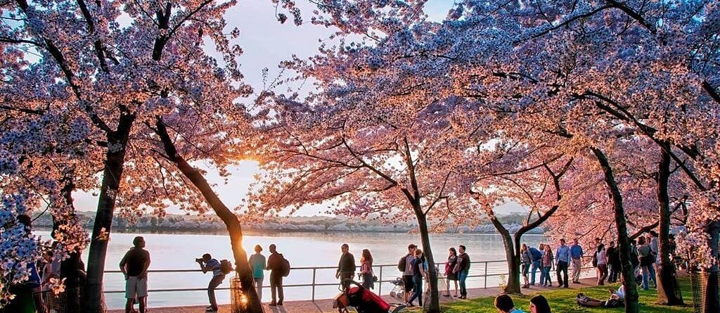 Beautiful cherry blossom
#ny #nystateparks #nystate #ilovenyc #rooseveltisland #…
