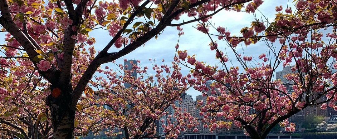 Cherry blossoms at #rooseveltisland 
.
.
.
#spring #flowers #cityscape #landscap…