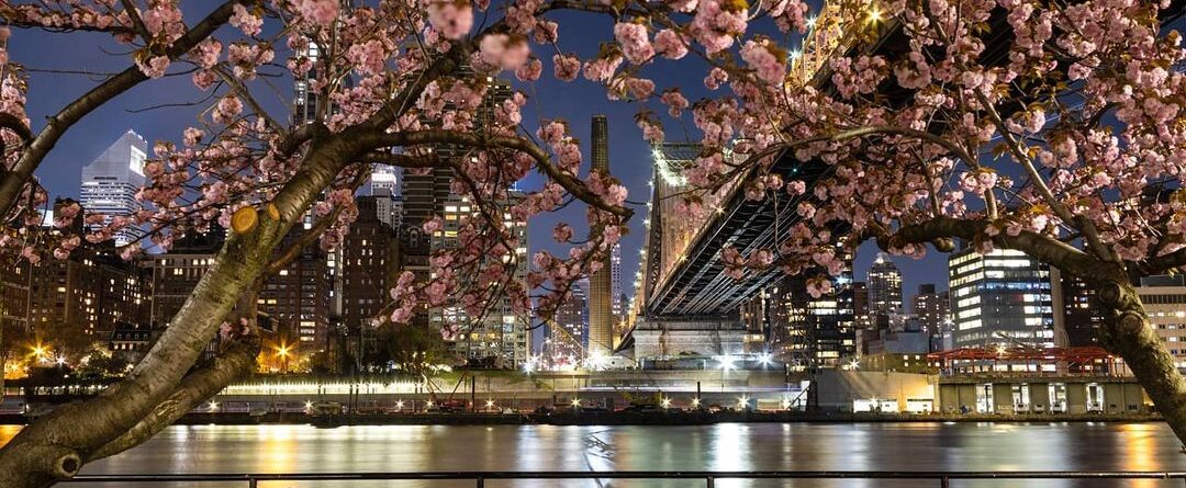 City Lights under the Cherry Blossoms 
.
.
.
#citylights #cherryblossom #cherryb…