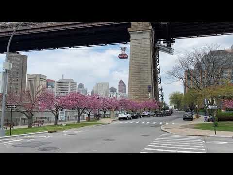 Roosevelt Islander Online: RIOC Advisory Says No Traffic South Of Roosevelt Island Tram Station Plaza Tomorrow Morning, Reliable Source Says Reason Is NBC Today TV Show Broadcasting Live From Roosevelt Island Cherry Tree Blossoms Grove Next To Cornell Tech Tomorrow Morning