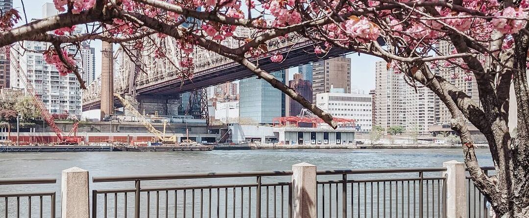 City views 
The perfect city view from under a blossomed tree.

 Roosevelt Islan…