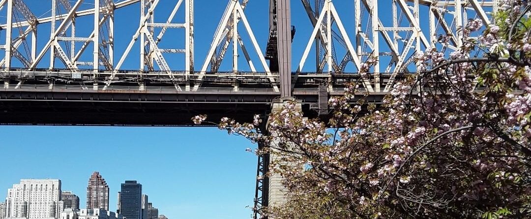 Spring time in NYC #cherryblossom #rooseveltisland…