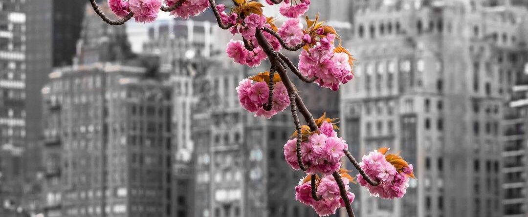 #newyork #cherryblossoms #cherryblossom #rooseveltisland #cherryblossomsroosevel…