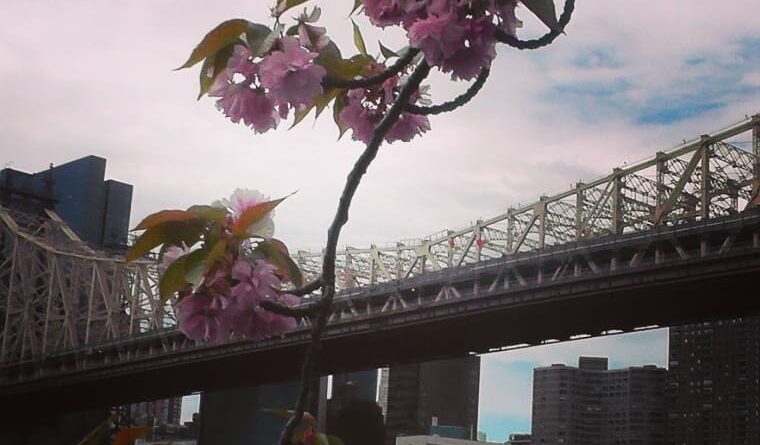 #bridge #rooseveltisland #manhattan #queens #river #sakura #flower #flowers #che…